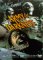 Army of Darkness: Special Edition