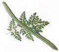 Drumstick tree seed packet