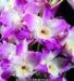 Dendrobium John Shaw  White Giant  x Den. Super Ise(Bare root plant)