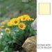 Cokin P729 Filter, P, Yellow (CC50Y)