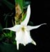 Angraecum ([magdalenae x sororium] x magdalenae)