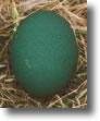 Emu Egg