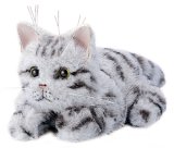 夢こねこ アメリカンショートヘア