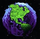 MICROBIAL ECOLOGY FUNDAMENTALS AND APPLICATIONS BOOK (HARDCOVER, 3RD ED, 1992, 564 PAGES) (MICROBIAL ECOLOGY FUNDAMENTALS AND APPLICATIONS BOOK (HARDCOVER, 3RD ED, 1992, 564 PAGES), MICROBIAL ECOLOGY FUNDAMENTALS AND APPLICATIONS BOOK (HARDCOVER, 3RD ED, 1992, 564 PAGES))