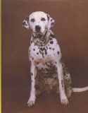 Erik Kessels: In Almost Every Picture 5