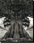 Uelsmann Yosemite: Photographs