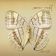 xavier rudd white moth