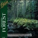 Enchanted Forest