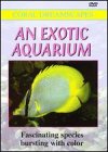 Coral Dreamscapes: An Exotic Aquarium