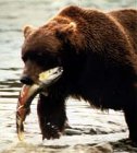 Alaska: Spirit of the Wild