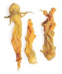 Squash Blossoms