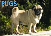 Pugs (For the Love of)