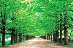 1000ピース 新緑の並木道(東京)