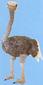 Plush Standing Emu