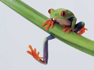 Tree Frog