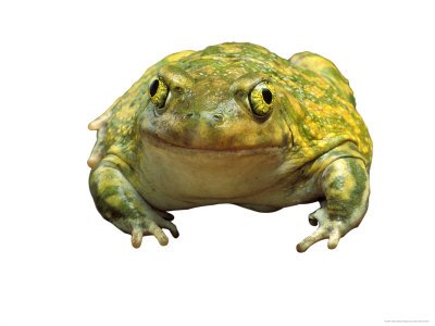 Spadefoot Toad