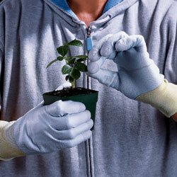 SunGrip Gloves - small - Park Seed garden gloves
