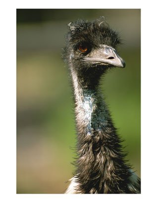 Emu Print