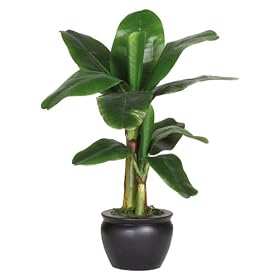 Silk Banana Palm Tree with Black Vase 22"