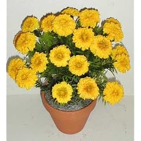 Marigold Bush (yellow)
