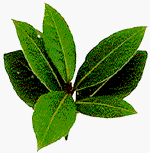 Bay Leaves