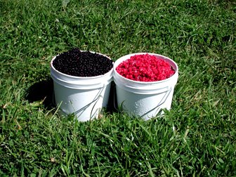 Wild Black Huckleberries