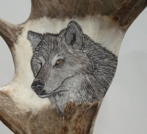 Hand Carved Wolf Scrimshaw