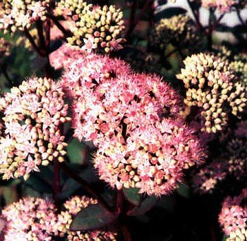 Sedum