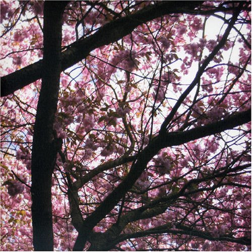 Hypnagogue