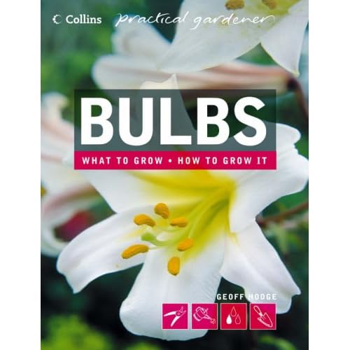 bulbs