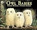 owl babies
