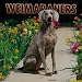 Weimaraner Dog Breed Book : Weimaraners 2005 Wall Calendar