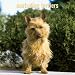 Australian Terrier Dog Breed Book :
 Australian Terriers 2006 Calendar