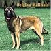 belgian malinois : Belgian Malinois 2006 Wall Calendar