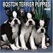 Search : Boston Terrier Puppies 2006 Wall Calendar