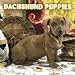 Search : Dachshund Puppies 2006 Wall Calendar