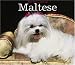 Search : For the Love of Maltese Deluxe 2006 Wall Calendar