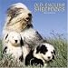 English Sheepdog Calendar : Old English Sheepdogs 2006 Calendar