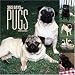 Search : 365 Days of Pugs 2006 Wall Calendar