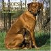 rhodesian ridgeback : Rhodesian Ridgebacks 2006 Wall Calendar