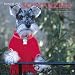 miniature schnauzer : Miniature Schnauzers 2006 Wall Calendar