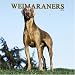 Search : Weimaraners 2006 Calendar