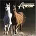 Arabian Horse Book : Arabians 2006 Pet Calendar (Horses Wall Calendars)