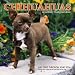 Search : Chihuahuas 2005-2006 Academic Wall Calendar