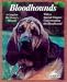 Bloodhound Dog Breed Book : Bloodhounds: Everything About Purchase, Care, Nutrition, Breeding, Behavior, and Training (Barron's Complete Pet Owner's Manuals)
