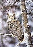 Great Horned Owl, Sierra Club Boxed Holiday Cards
