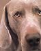 William Wegman Polaroids by William Wegman