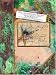 Lady Cottington's Pressed Fairy Book