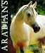Arabian Horse Book : Arabians: The Classic Arabian Horse