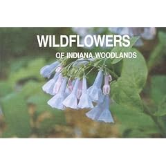 Wildflowers of Indiana Woodlands